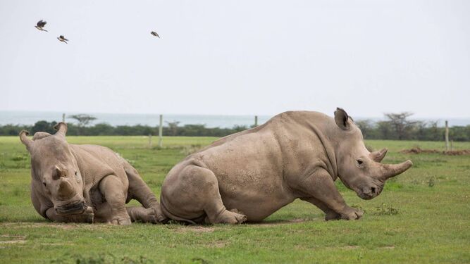 Trasladan a 30 rinocerontes blancos de Sudáfrica a un parque en Ruanda