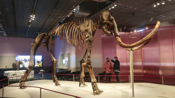 El esqueleto fosilizado del mamut lanudo siberiano es la pieza central de la muestra.
