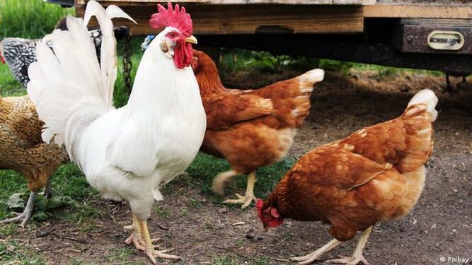 Una mujer acepta un año de cárcel por cortar la cabeza a quince gallinas, gallos y palomas para hacer un ritual