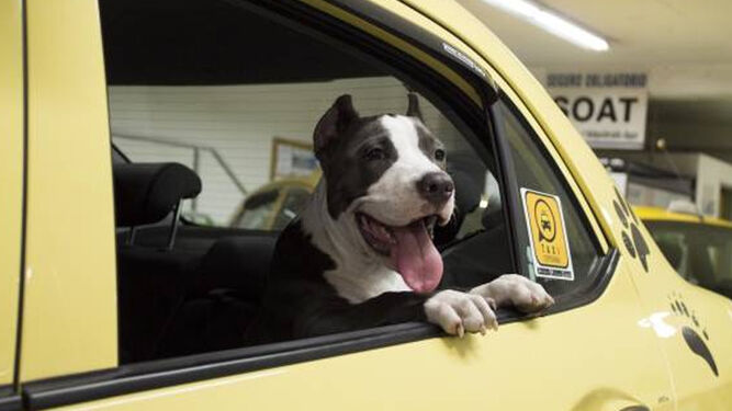 Buenas noticias: tu perro ya puede viajar con "Uber Pet"