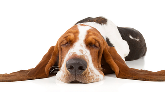 La ciencia responda a una curiosa pregunta: ¿tu perro sueña contigo?