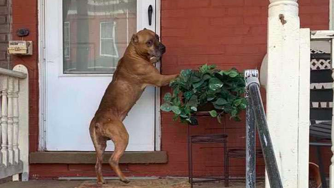 Un perro toca la puerta de su casa durante semanas sin entender que se han mudado y lo han abandonado