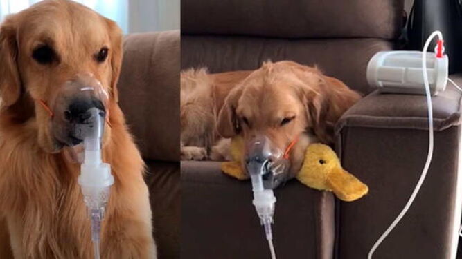 Un perro enfermo estremece las redes tras aceptar un respirador