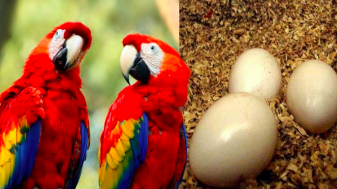Descubren en Argentina huevos de Guacamayo donde se creían extintos