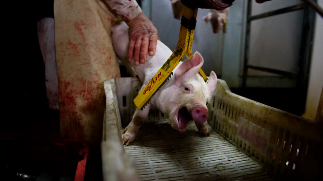 Activistas exigen en la Puerta del Sol acabar con el "sufrimiento extremo" que padecen los animales en los mataderos