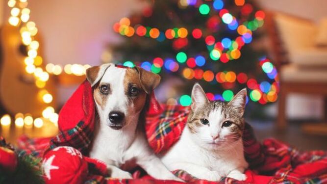 Consejos para disfrutar de las fiestas navideñas sin dejar de atender a tu mascota