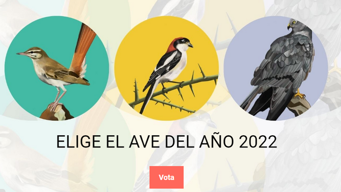 El aguilucho cenizo, el alcaudón común y el alzacola rojizo, especies candidatas para ser Ave del Año en 2022