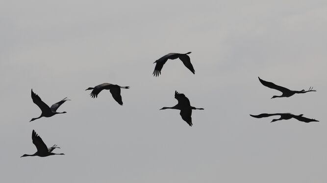 Un grupo de aves vuela por Israel