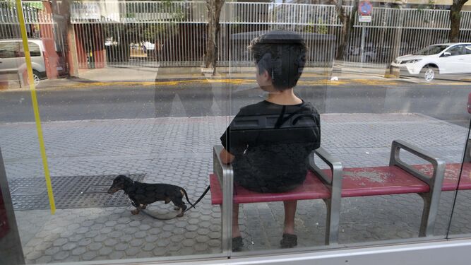 Un niño sentado en la parad del autobús junto a su perro