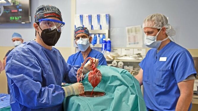 Nuevo hito médico: trasplante a un hombre del corazón de un cerdo.