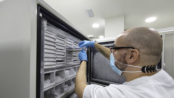Un técnico muestra el interior de uno de los congeladores del nodo del Biobanco del Hospital Virgen Macarena donde se almacenan las muestras líquidas.