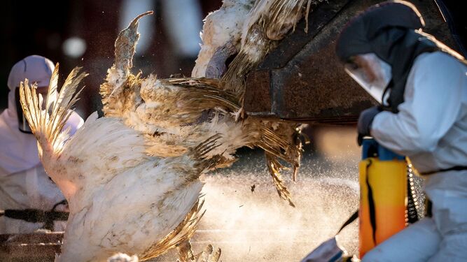 Así ve el Gobierno los brotes de gripe aviar en España
