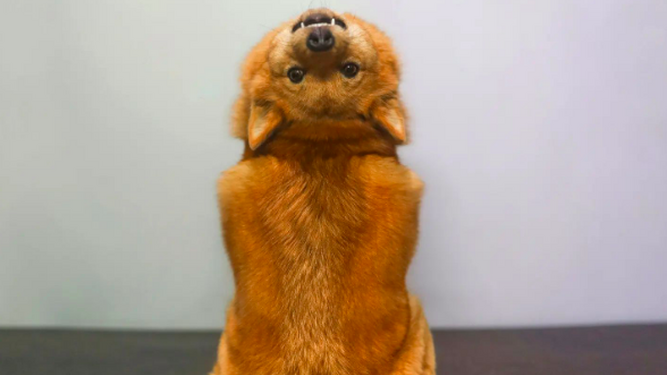 El vídeo del perro que necesita un exorcismo se vuelve viral
