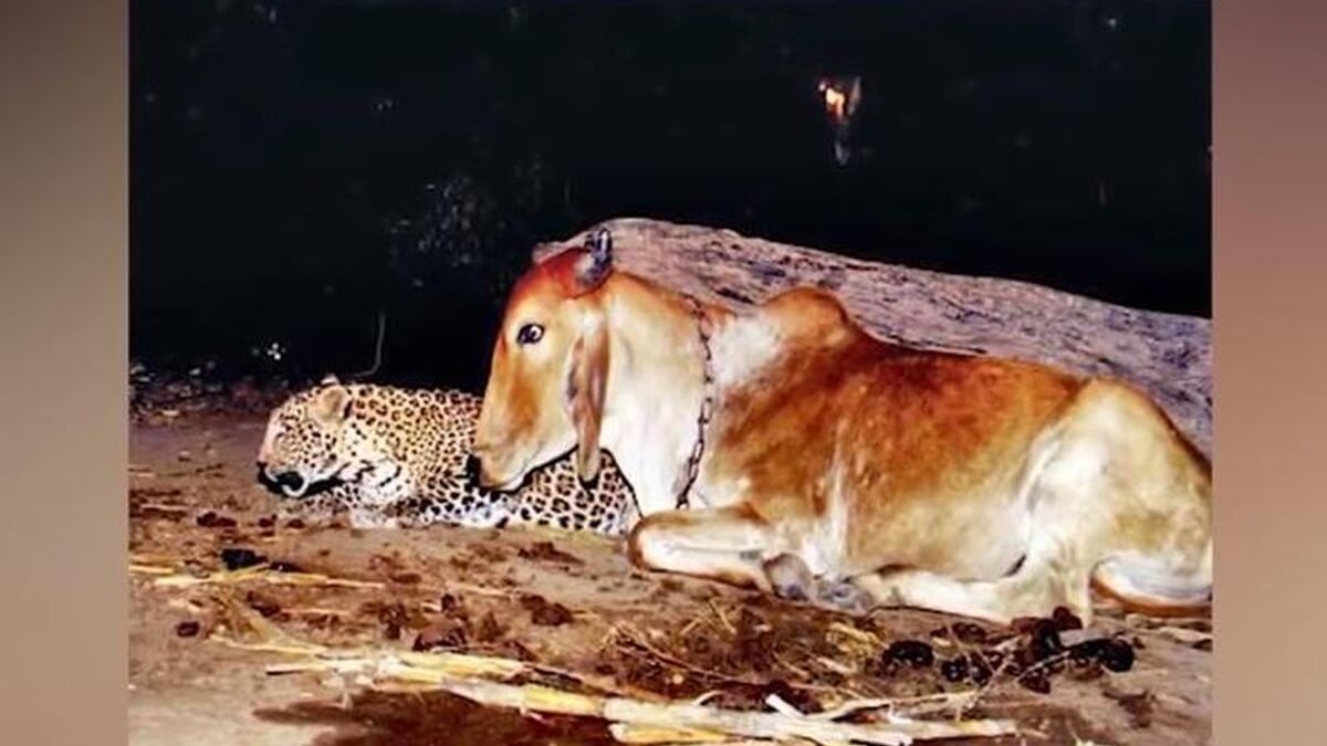 leopardo y la vaca