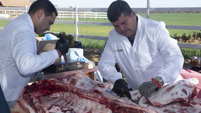 Los matarifes Fidel Barrera y Pedro Valverde despiezan un cerdo ibérico en la finca Yeguada Ayala.
