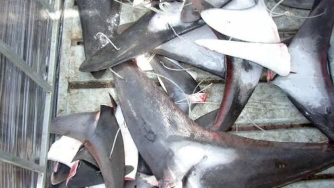 España es el país de la Unión Europea que más comercia con tiburones