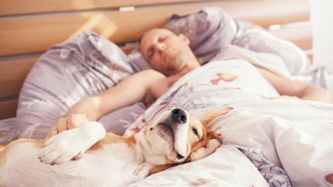 Cuáles son los pros y contras de dormir con tu perro