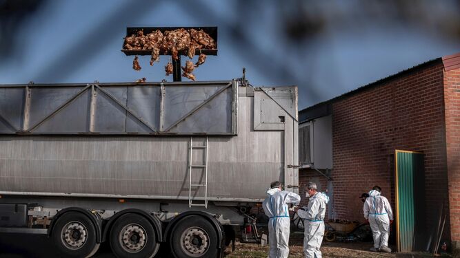 Veterinarios recogen cientos de aves sacrificadas por un foco de gripe aviar en una granja.