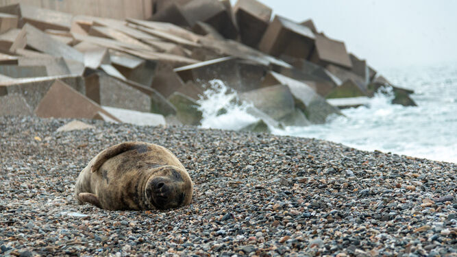 La foca gris en una playa de Motril.