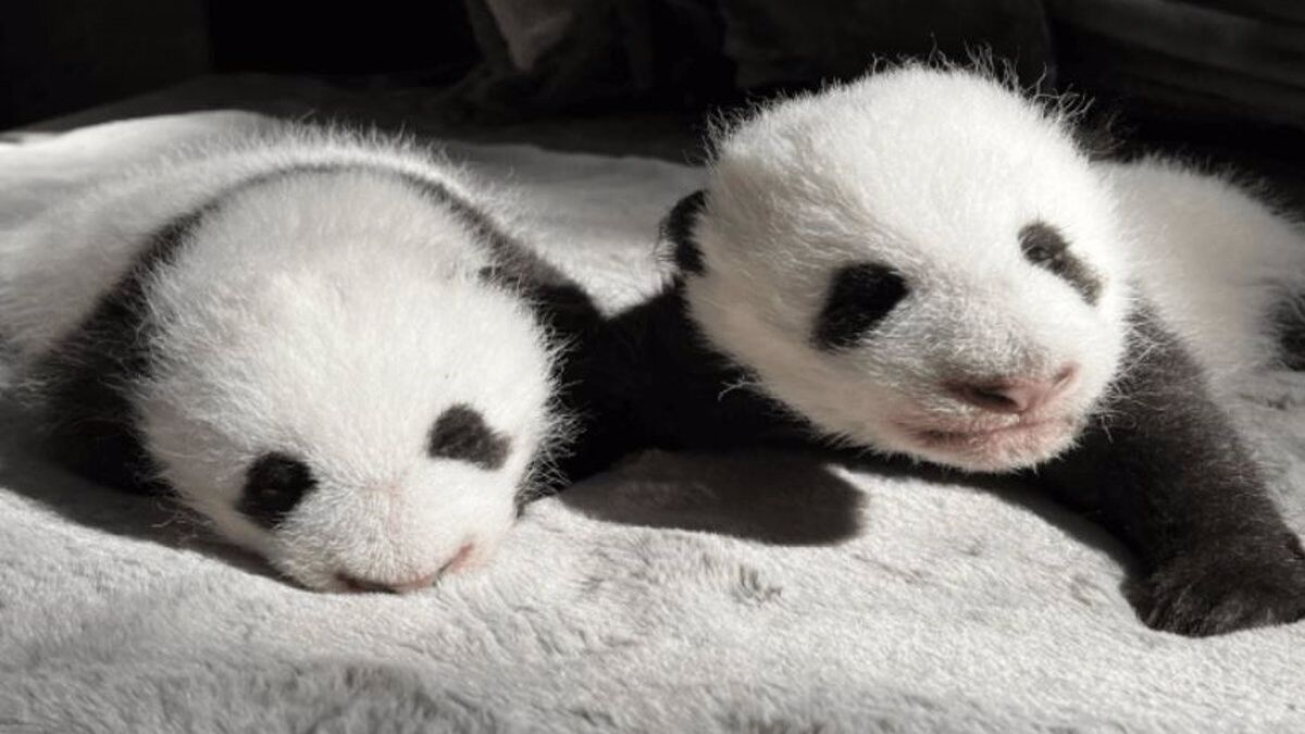 El Zoo Aquarium de Madrid cumple 50 años y presenta a sus dos nuevos osos  gemelos pandas