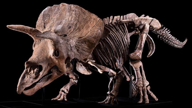 Esqueleto completo de 'Big John'  tras los trabajos de restauración. Es el mayor espécimen de Triceratops horridus descubierto hasta la fecha.