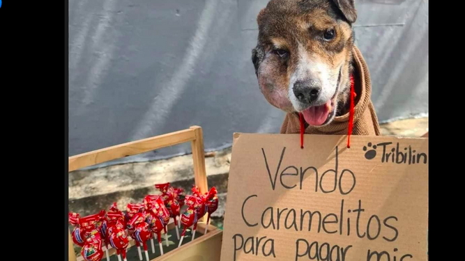 Muere Tribilín, el perro que vendía caramelos para pagar su quimioterapia