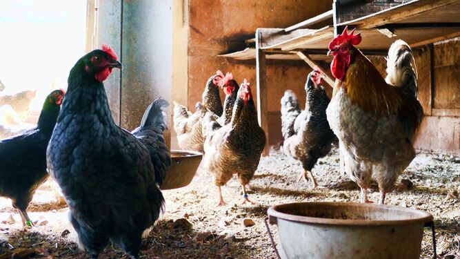 Detectado en China el primer caso en humanos de gripe aviar H3N8, qué se sabe sobre esta nueva cepa