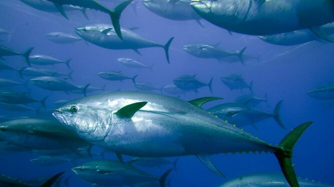 El atún, el pescado barato y muy demandado amenazado por la sobreexplotación