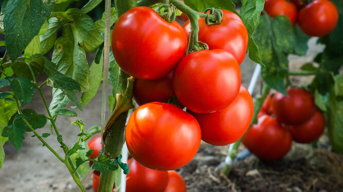 Hay distintas variedades de tomates que se cultivan en Granada