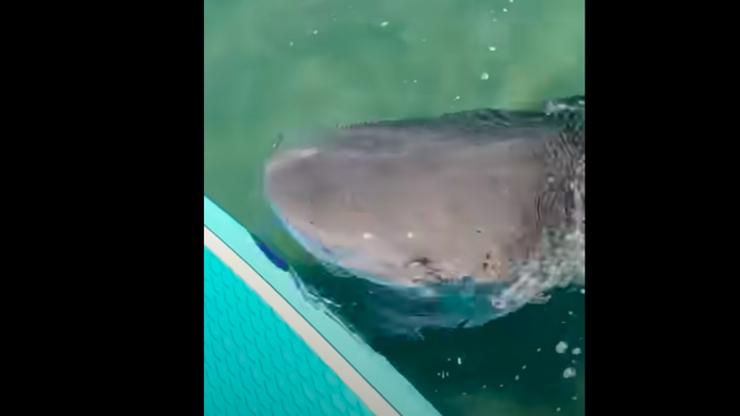 Un famoso youtuber graba el momento en que un tiburón ataca su tabla mientras cazaba una tortuga