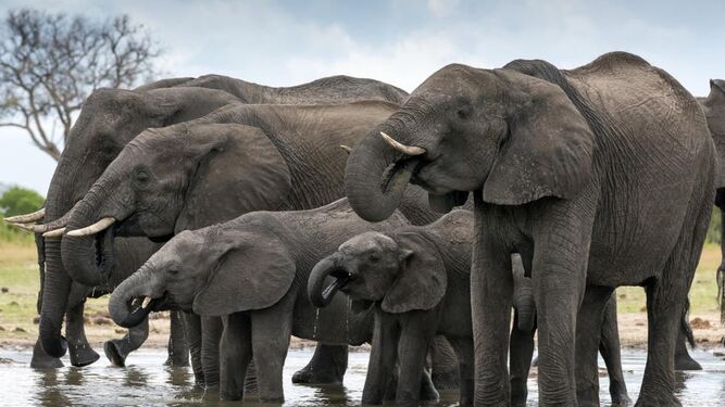 Los elefantes de Zimbabue matan 60 personas en lo que va de año