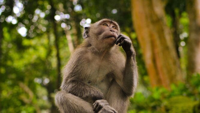 Viruela del mono: España y Reino Unido detectan diversos contagios en los últimos días