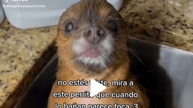 El perro que al bañarse se convierte en foca es viral en Tik Tok