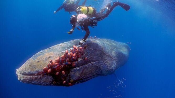 Salvan en Mallorca a una ballena jorobada que estaba cubierta de redes de arrastre