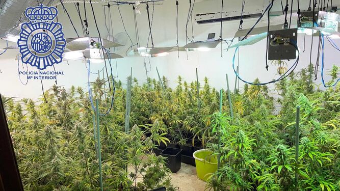 Una plantación de marihuana hallada en una de las casas de la banda del Seat León.