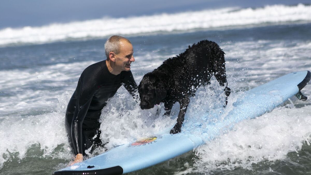 Campeonato de Surf Canino