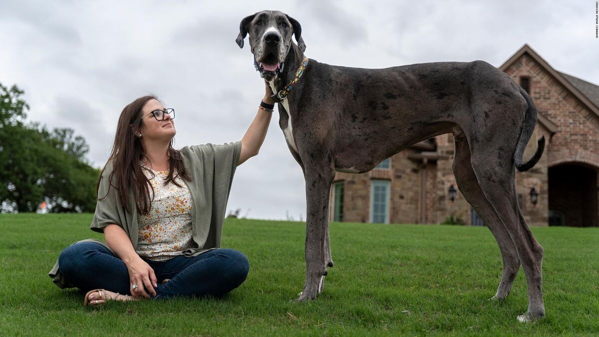 Zeus, el perro más alto del mundo según ‘Récord Guinness’