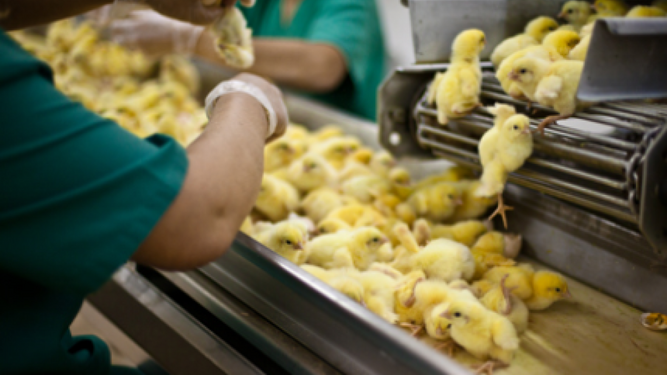 Trituran y gasean 35 millones de pollos y patos de un día de vida cada año en España
