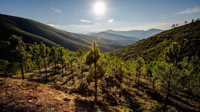 Reforestación en Extremadura.