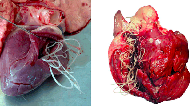 La grave enfermedad del gusano del corazón avanza en España y afecta a tu perro