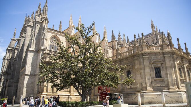 El magnolio de la Catedral de Sevilla vuelve a echar flores.