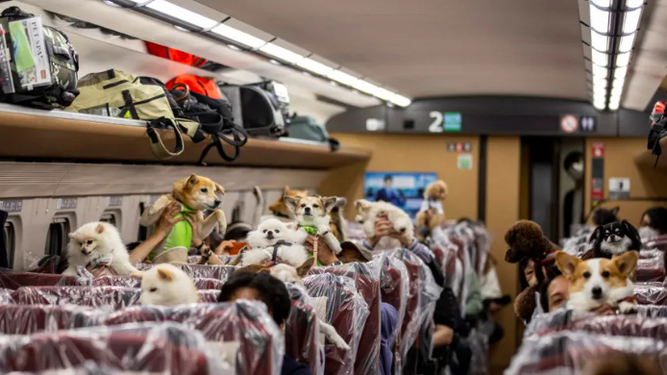 El tren bala japonés permite viajar por primera vez a 21 perros