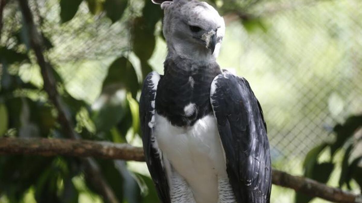 El águila harpía, el ave emblema de Panamá, codiciada en el mercado negro