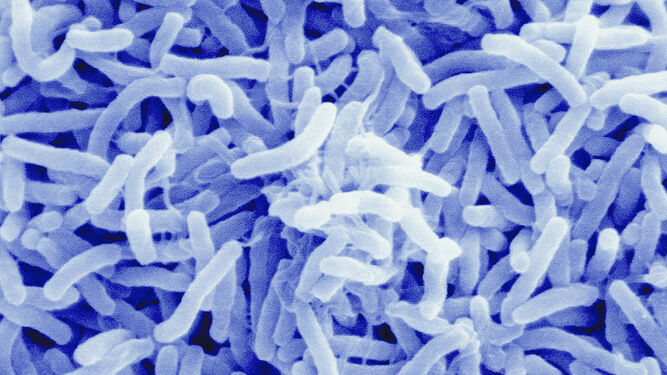 Imagen de la bacteria  del cólera