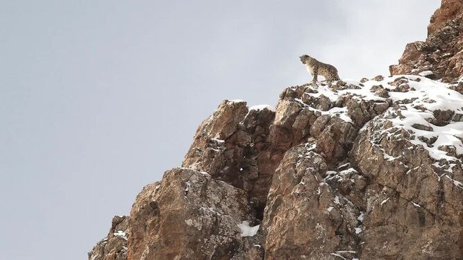 El leopardo de las nieves del Tibet, mítico animal.