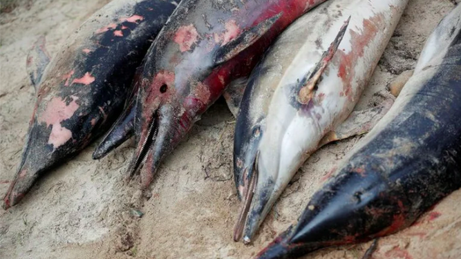 Al menos tres mil delfines mueren en el Mar Negro por la guerra