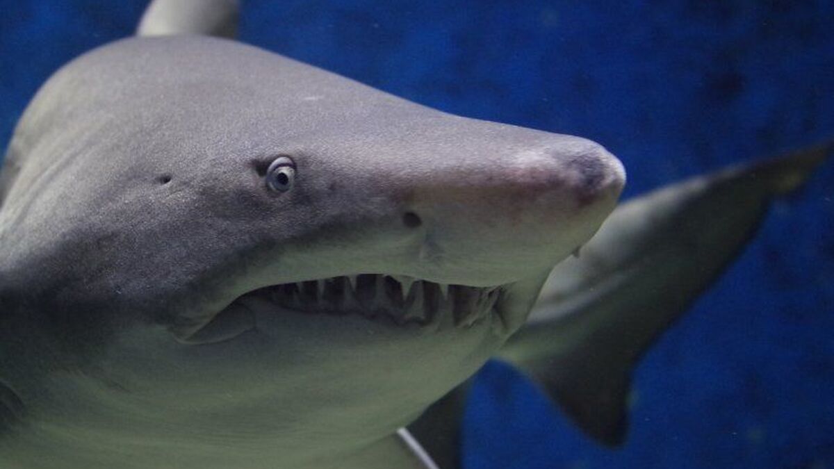 estático Explícito Shinkan Un tiburón muerde a una turista que buceaba en el Mar Rojo y termina  muriendo en el hospital