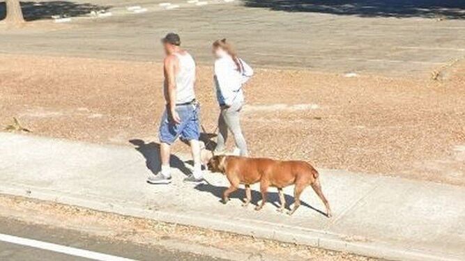 Google maps revoluciona las redes al mostrar un perro de 6 patas