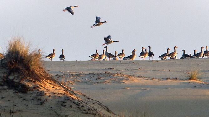 Un grupo de ánsares se reúnen en una duna de Doñana.