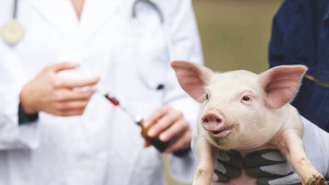 Aprueban la lista de antibióticos prohibidos en animales
